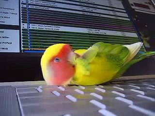 This Will Make You Love Birds (If You Don’t Already!)