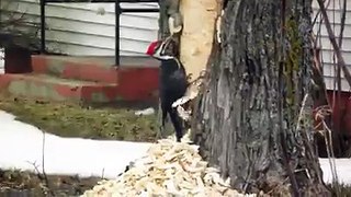 Cutting Tree with Beak