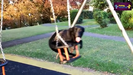 Salıncak Ve Bebeklerin Derleme 2015 Yılında Sevimli Köpekler Komik Hd