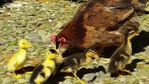 Patitos lindos adoptados por una gallina - Sweet Animales Videos