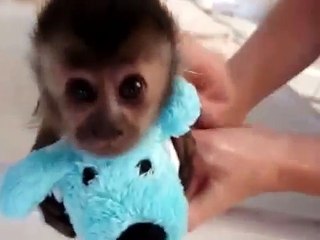 Banhando o divertimento macaco do bebê