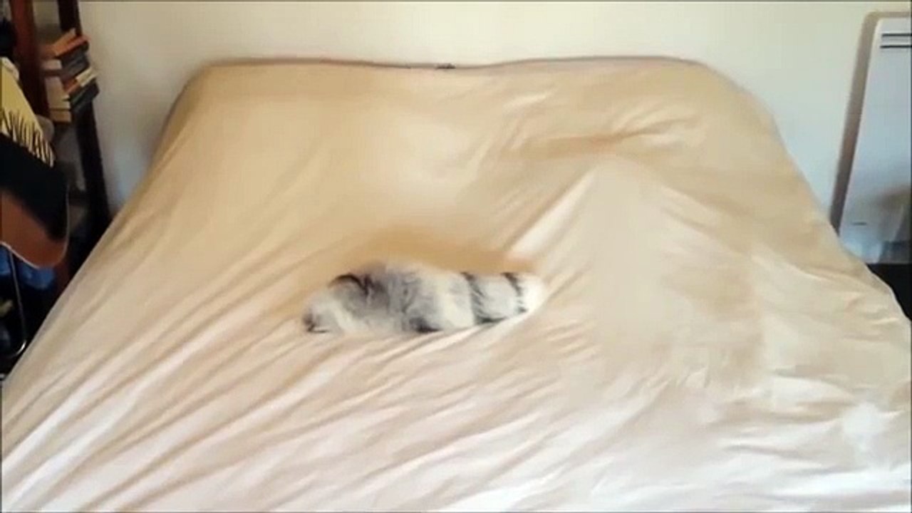 Lusk e cauda em uma cama