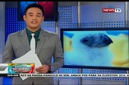 Ika 26 na élevés en captivité Phl Aigle, inaalagaan sa Phl Aigle Centre de sa Ville de Davao