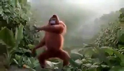 Monkey Dancing