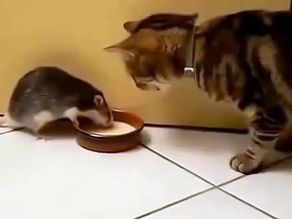 Rata selecciona la leche en el gato!