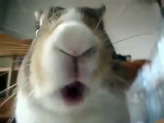 Lapin manger à la caméra