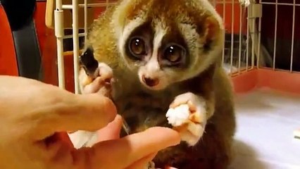 Laurie est allé manger avec une fourchette
