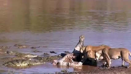 Lions contre les crocodiles!