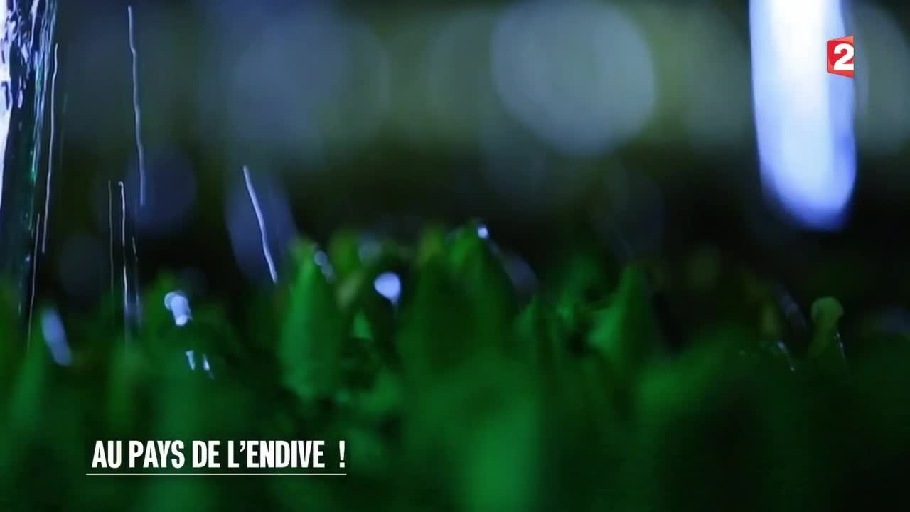 Marchés - Au pays de l’endive ! - 2016/01/09