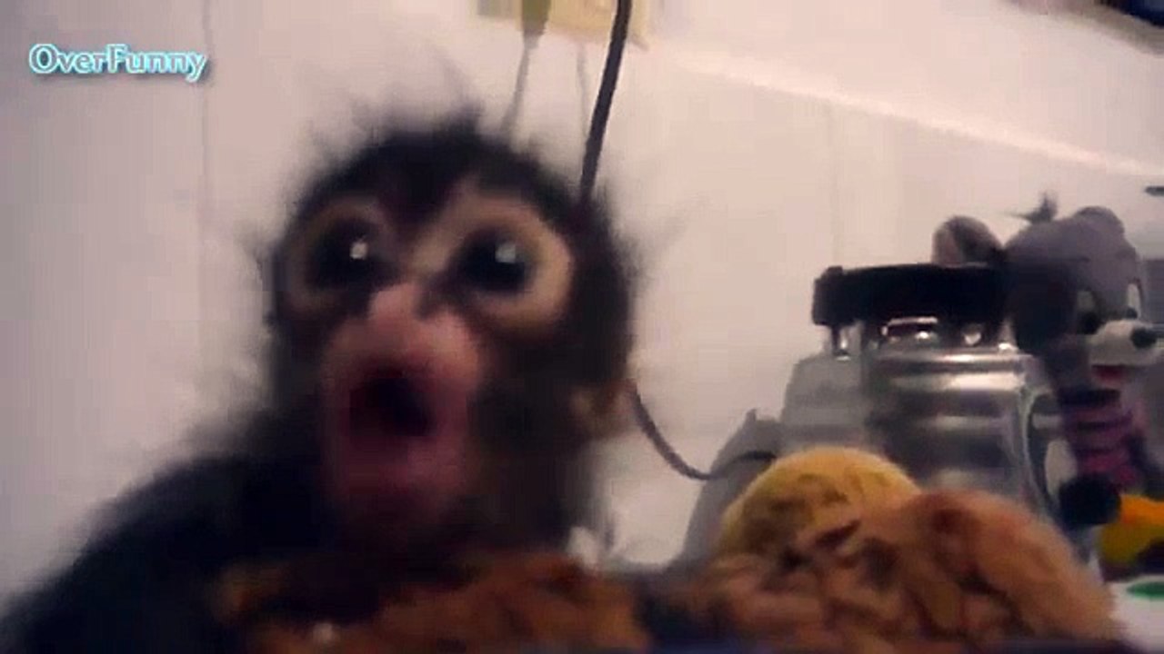 Petit singe faim