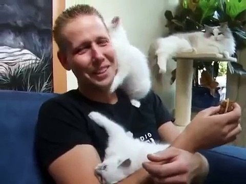 Маленькие котята любят этого человека