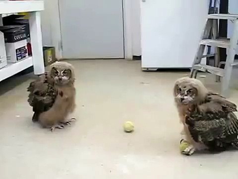 Лохматые домашние совы играют!
