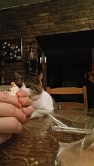 Cat Wants to Know What His Human is Eating Meow!