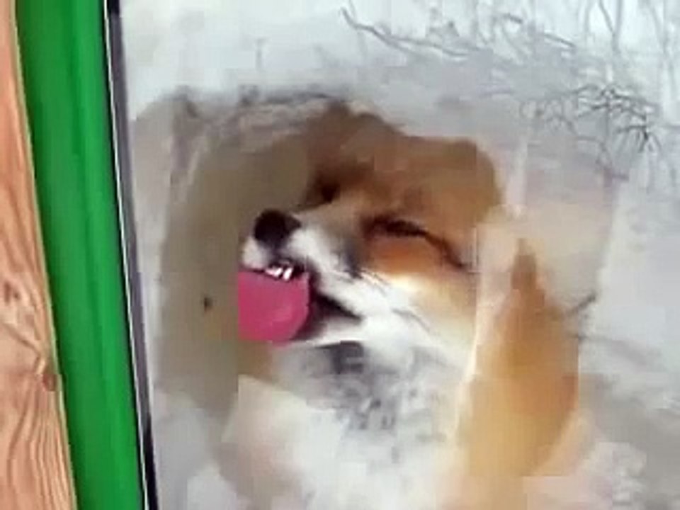 창에서 폭스