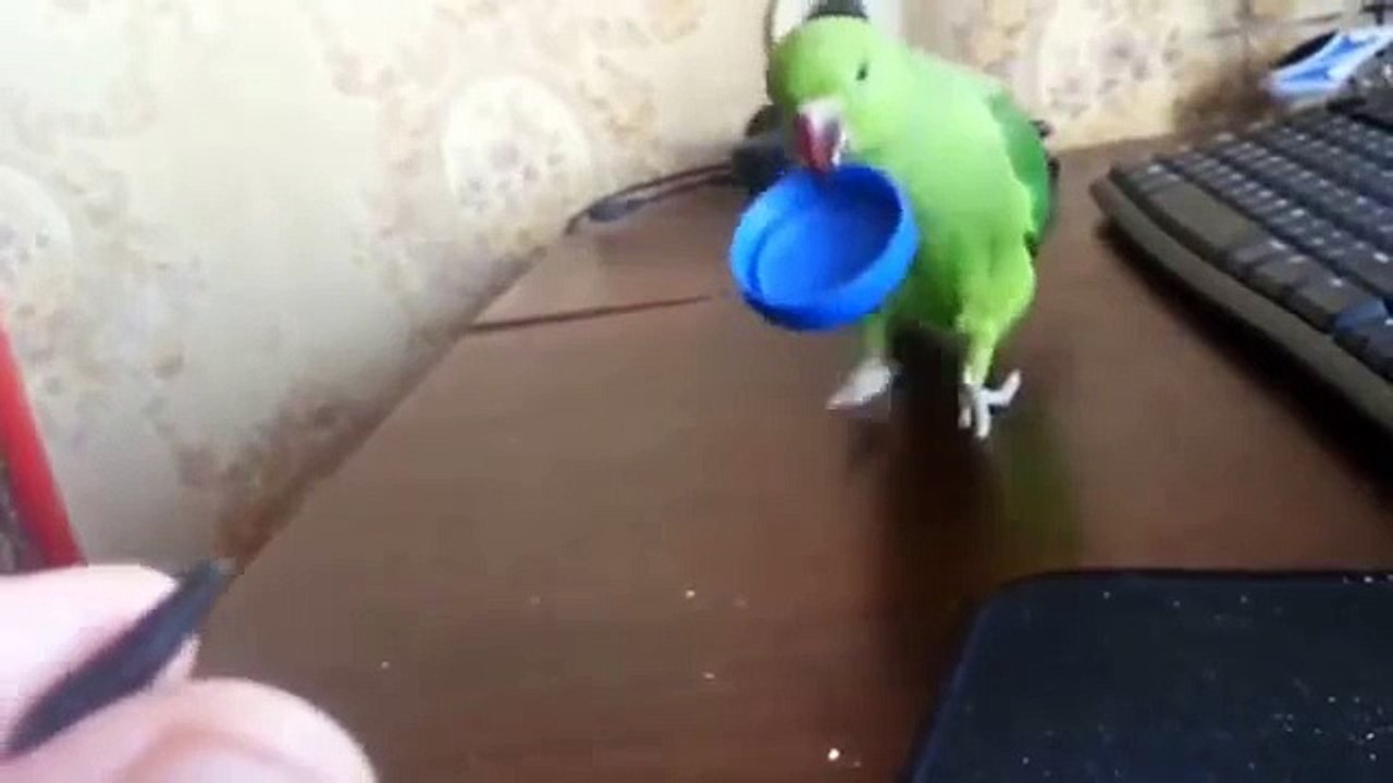 文化のオウム