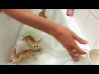 泡と浴槽で入浴カブス