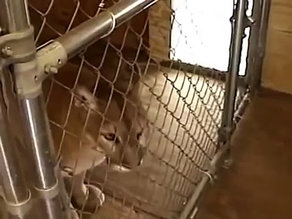 所有者との愛情クーガー