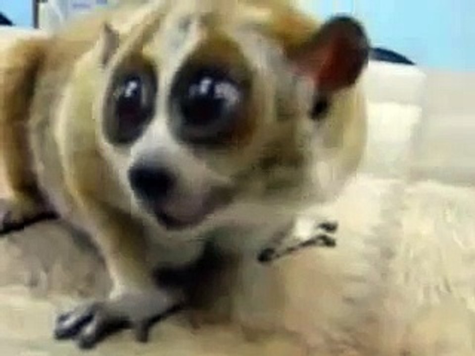 ローリーは、ゆっくりと医師から餌をカット！