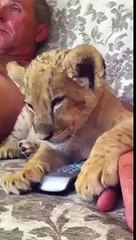 退屈な映画の中で眠っているライオン