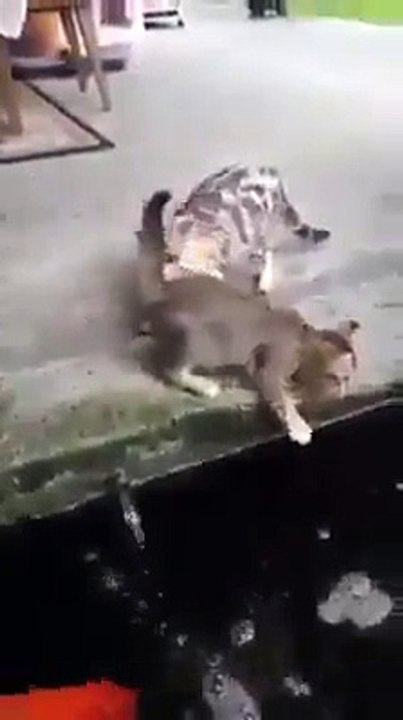Cat and Fish Smart video