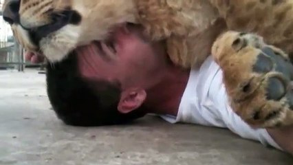 雌ライオンは、男の上で寝るのが好き