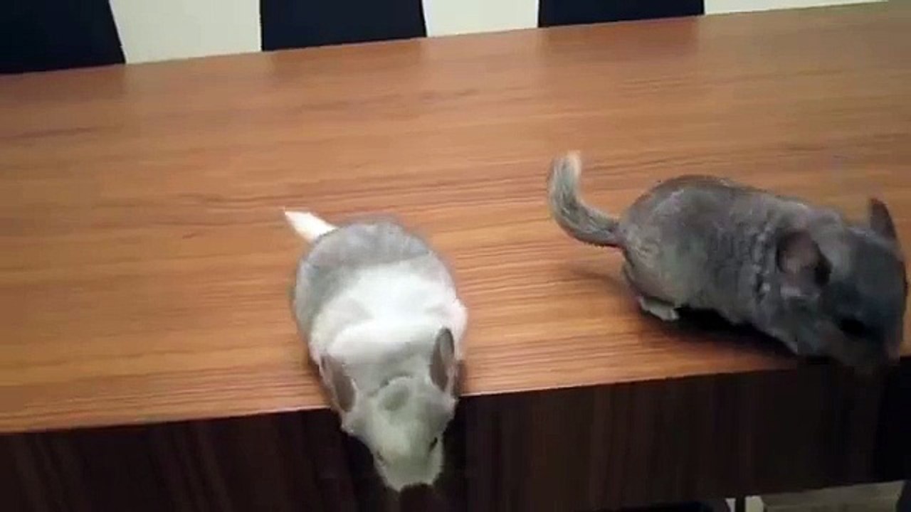 チンチラは、デスクトップ上で踊っ大好き
