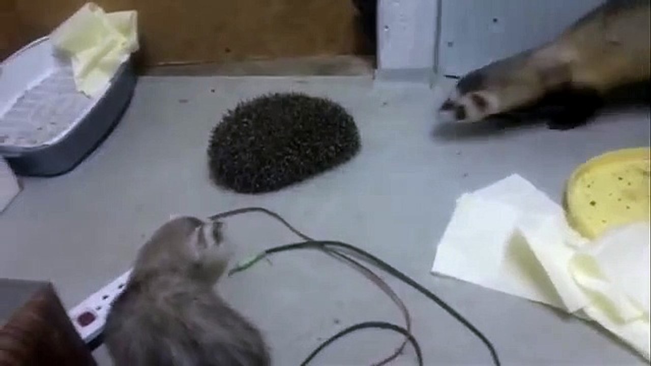 おさるのフェレットとハリネズミ
