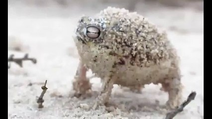 カエルは、失われたとキュッキュ