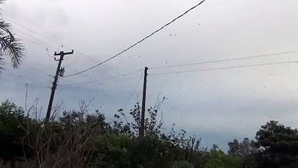 Brazilian villagers witness real spider rain fall