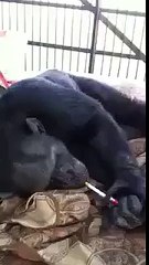 Not only humans, animals also like to smoke, funny but true