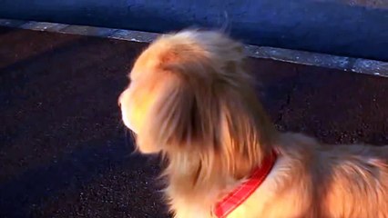 Ambulance Dog - Golden Retriever