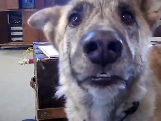 Talking dog wants food