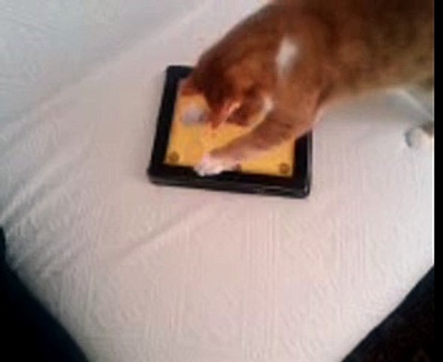 İpad İçindeki Fareyi Yakalamaya Çalışan Kedi