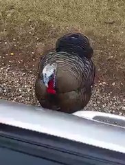 Elle se moque d'un dindon, il va lui donner la peur de sa vie