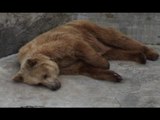 Napoli - Lutto allo Zoo, è morto l'orso Peppe (08.01.16)