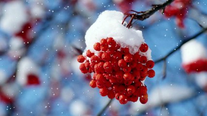 С Новым годом и Рождеством.