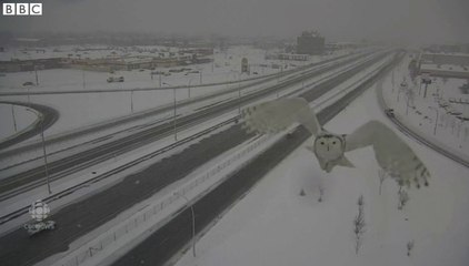 Snowy owl in flight caught on a traffic camera