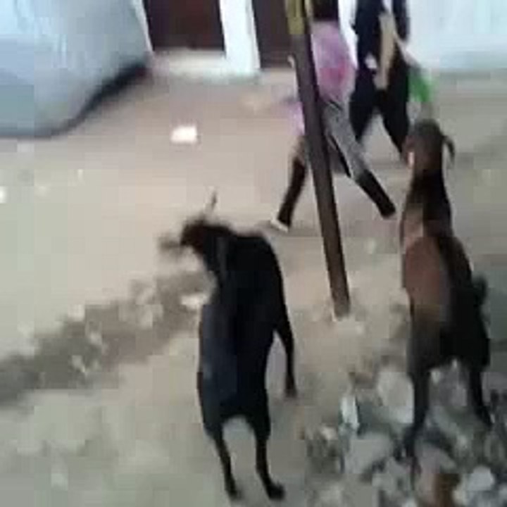 sjhs