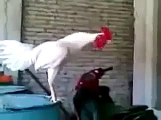 Is Murgha Ko Keya  Hogy