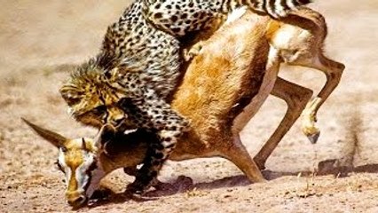 Animal Documentary National Geographic CHEETAH, THE KILLING RACE [Classic!!!]