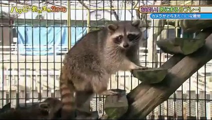 Jamais deux sans trois? This raccoon begs to differ