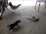 Cat VS snake - Hilarious reaction
