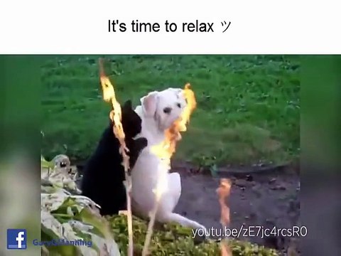 Massages entre chats... Compilation d'animaux de compagnie