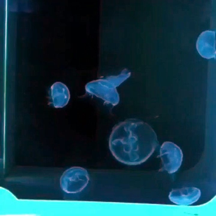 Cubic Pulse 80 Jellyfish Tank with Moon Jellyfish
