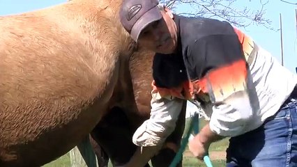 Cleaning a Horse Sheath - Locating the Bean Part 2 - Rick Gore Horsemanship