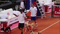 Des chiens ramasseurs de balles à l’Open du Brésil