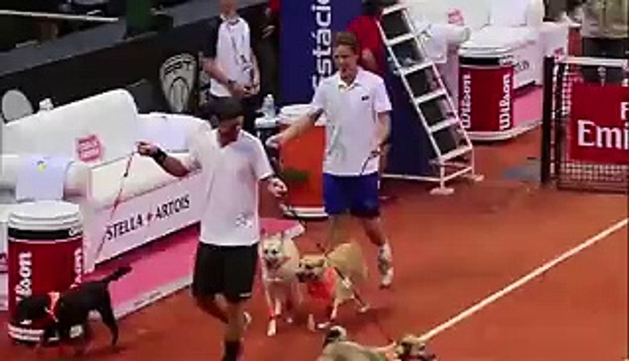 Des chiens ramasseurs de balles à l’Open du Brésil