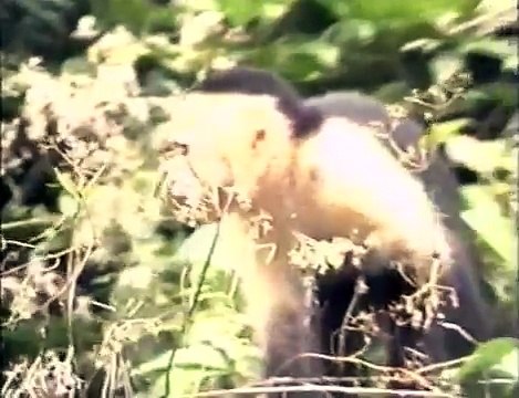 New World Monkeys (Primates) - PREVIEW (World Music 720p)