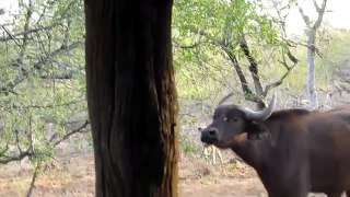 Hyena kill Buffalo Amazing moment - Animal Attack