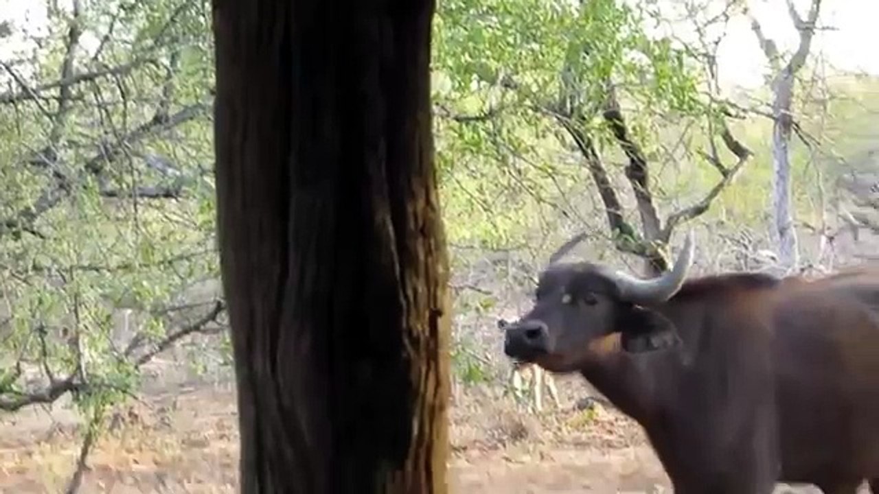 Hyena kill Buffalo Amazing moment - Animal Attack